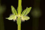 Piedmont bedstraw